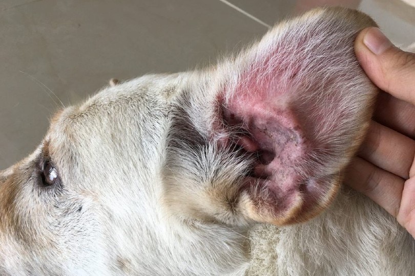 Can Dog Food Cause Ear Infections? Vet-Verified Facts & FAQ
