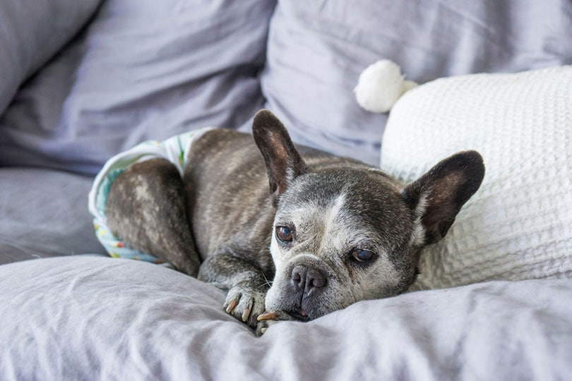 How to Keep Your House Clean When a Dog Is in Heat: 10 Simple Tips