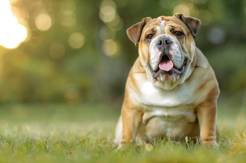 11 Vet-Verified Fascinating English Bulldog Facts You Need to Know!