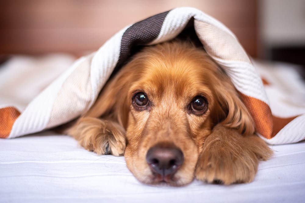 10 Best Dog Blankets in 2026 - Reviews & Top Picks