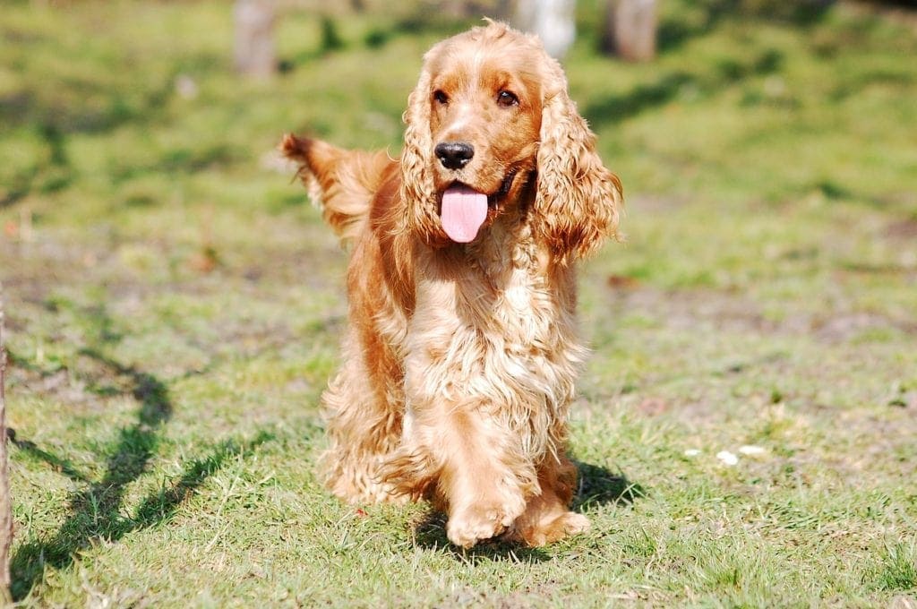 16 Surprising Cocker Spaniel Facts You May Not Know (Vet-Verified)