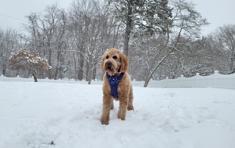 English Goldendoodle: Info, Pictures, Care & More