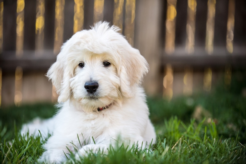 11 Best Dog Foods for Goldendoodles in 2026 - Reviews & Top Picks