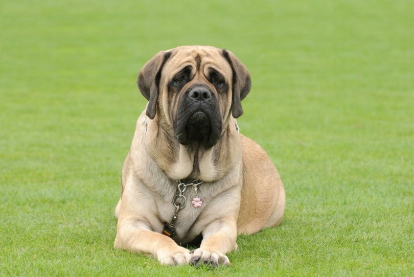8 Different Types of Mastiff (With Info & Pictures)