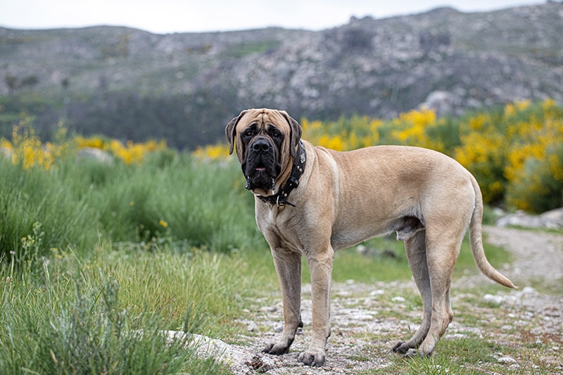 What Breed of Dog Is in “The Sandlot”? Famous Character Facts