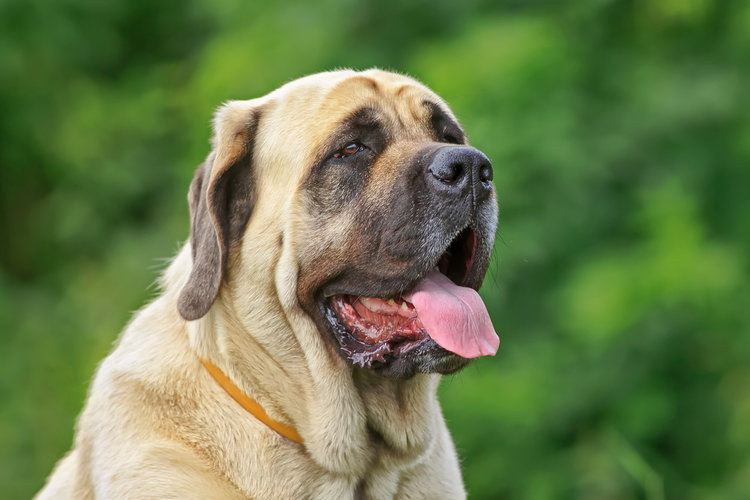 10 English Mastiff Pros, Cons & Care Tips You Need to Know!