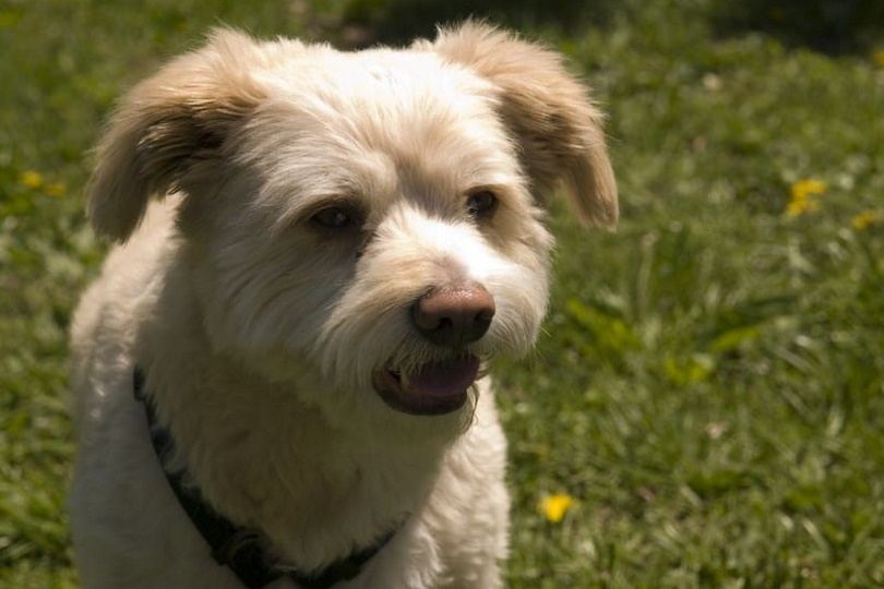 Eskapoo (American Eskimo & Poodle Mix): Info, Pictures, Care & More