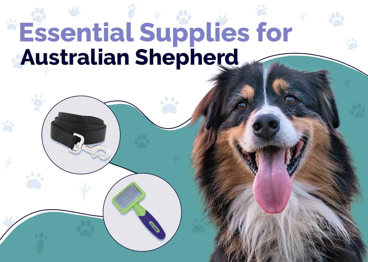 13 Essential Australian Shepherd Supplies: 2026 Vet-Reviewed Guide