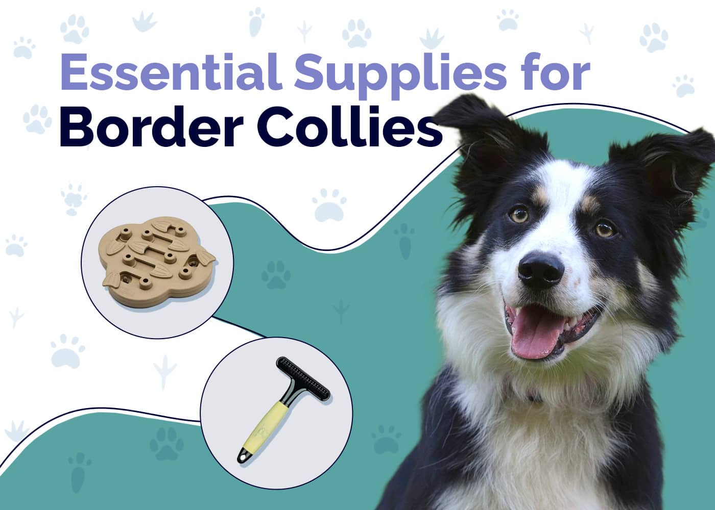 28 Essential Border Collie Supplies to Get You Started: 2026 Update