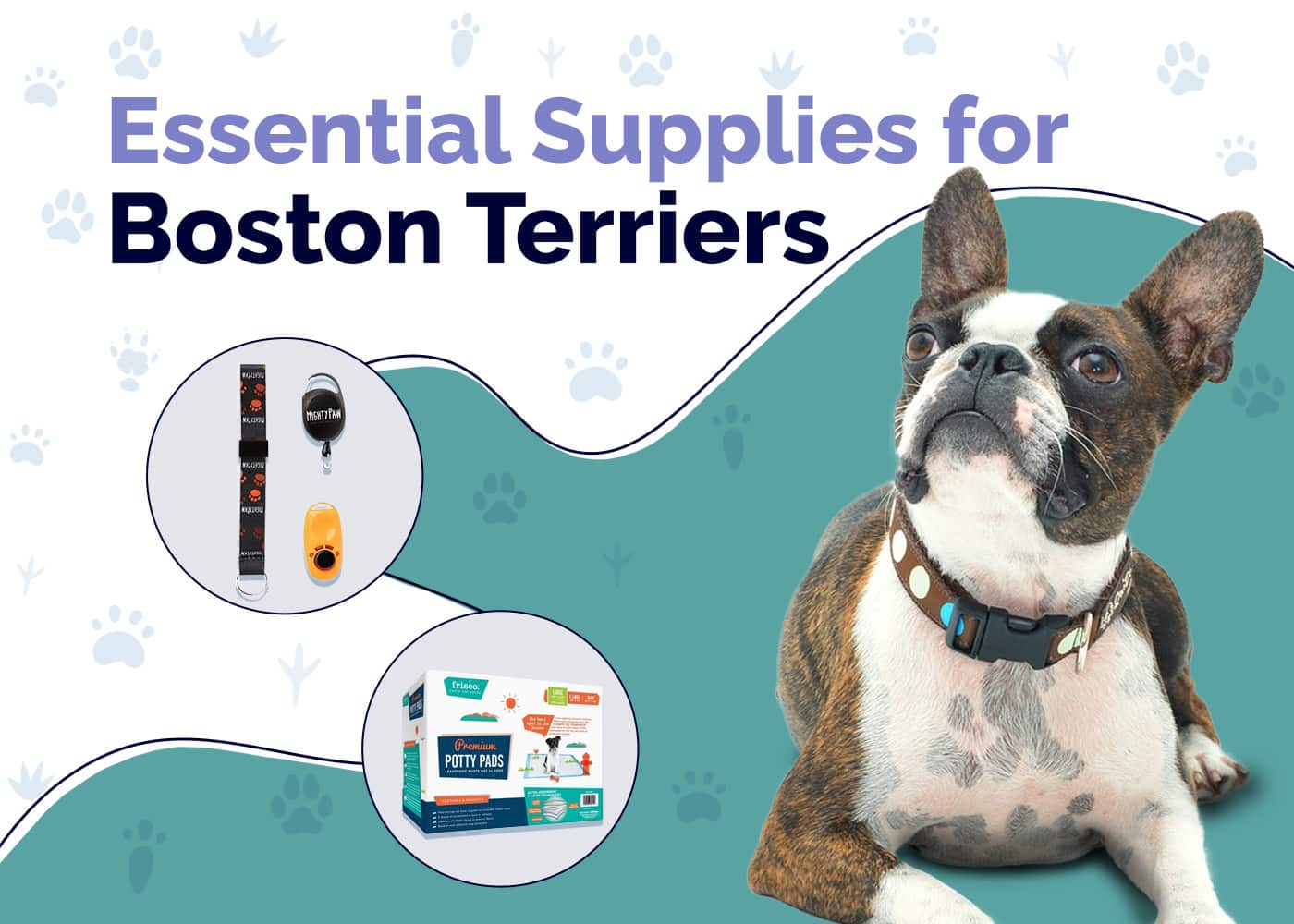 23 Essential Boston Terrier Supplies to Get You Started: 2026 Guide