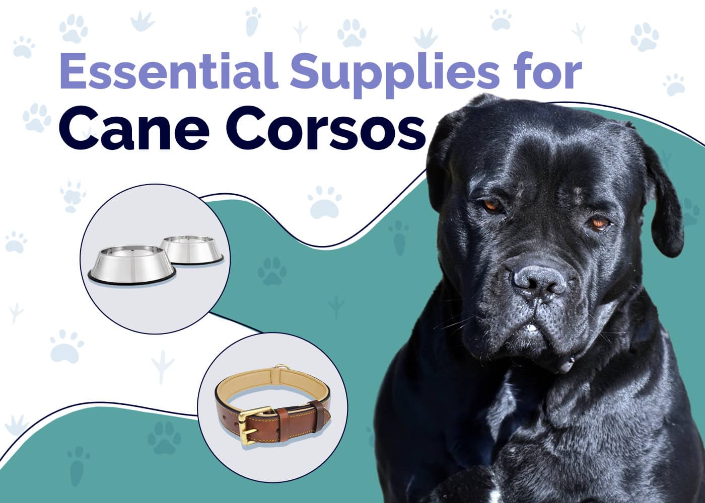 18 Essential Cane Corso Supplies to Get You Started: 2026 Vet-Reviewed Guide