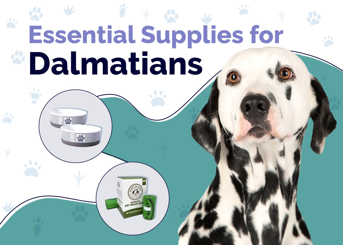 20 Essential Dalmatian Supplies to Get You Started: 2026 Guide