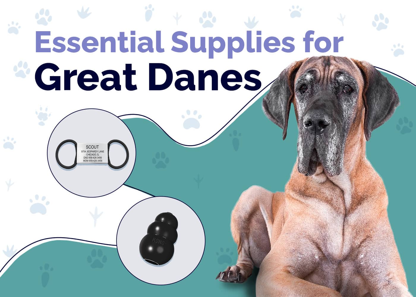 12 Essential Great Dane Supplies to Get You Started: 2026 Guide