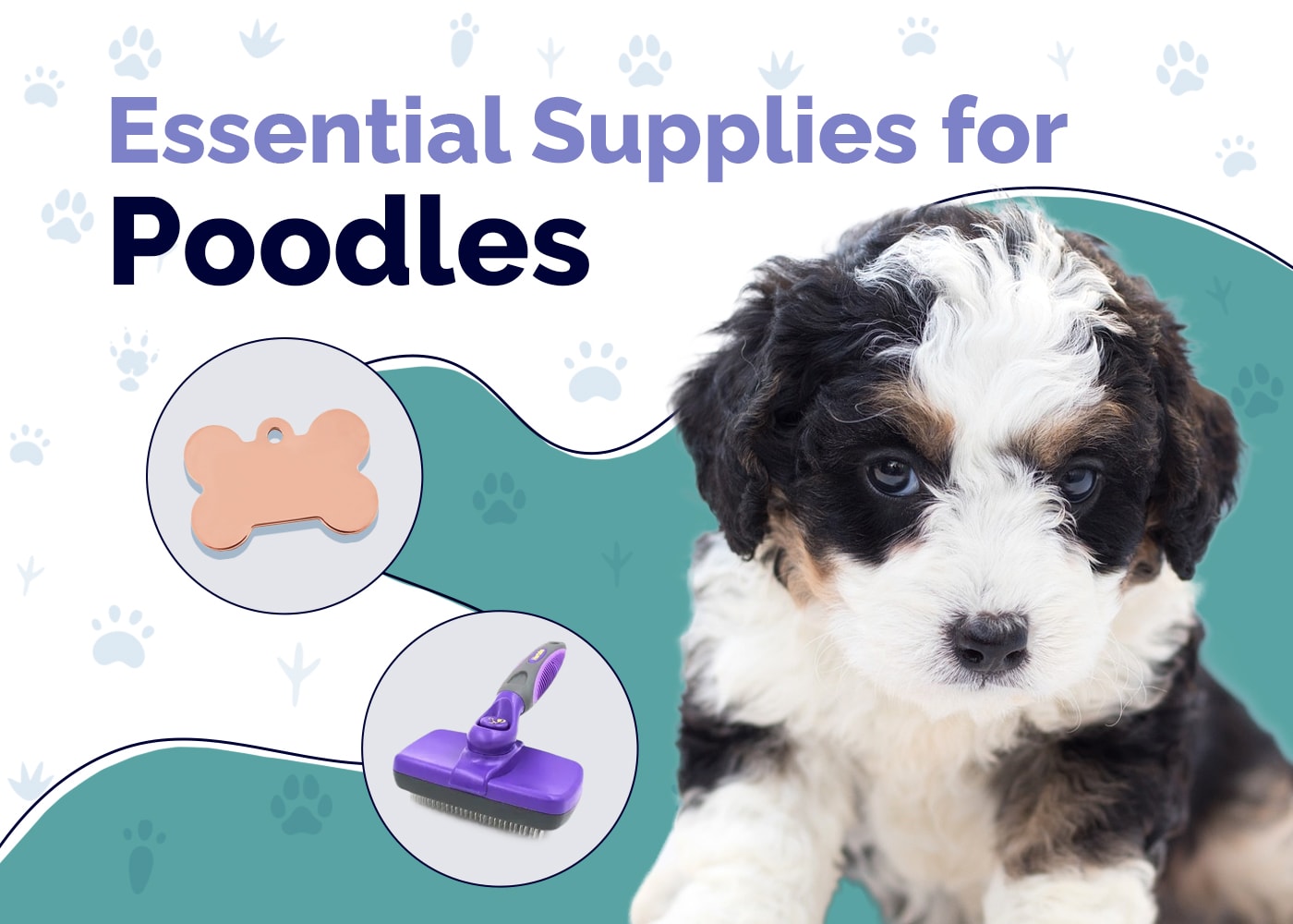 18 Essential Poodle Supplies to Get You Started: 2026 Vet-Reviewed Guide