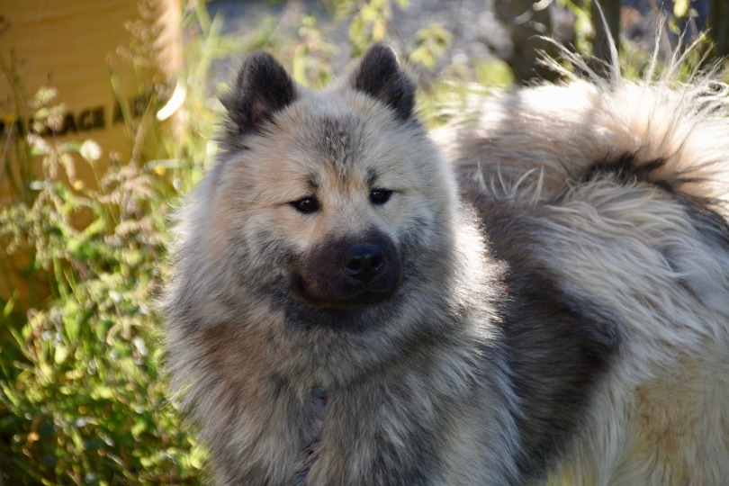 eurasier dog_JackieLou DL_Pixabay