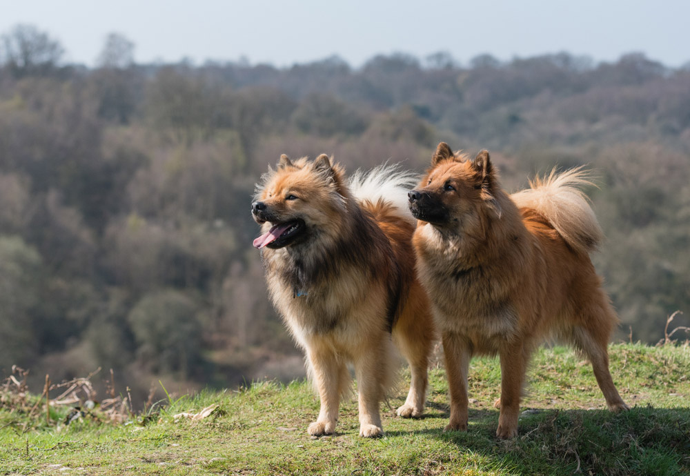 Do Dogs Fall In Love? Vet-Approved Facts & FAQ