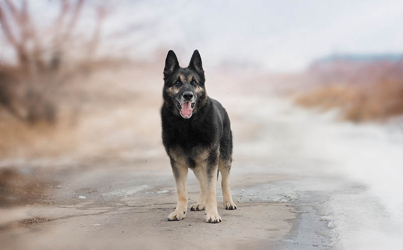 Do German Shepherds Make Good Pets? Facts & Tips