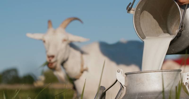 Goat’s Milk for Dogs: Vet Reviewed Benefits, Uses & More