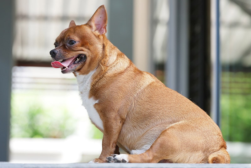 How to Put a Dog on a Diet: 10 Vet-Approved Weight Management Tips