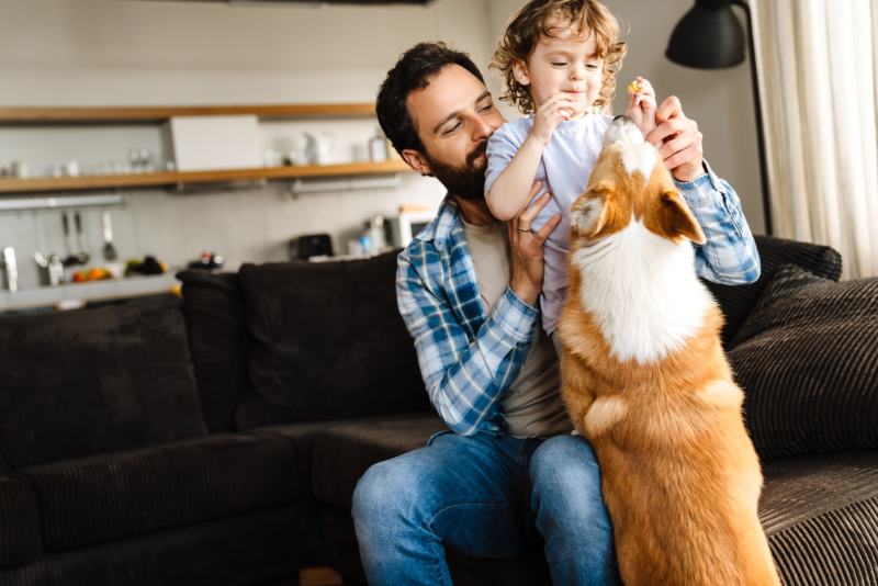 Are Corgis Good Family Dogs? What You Need to Know