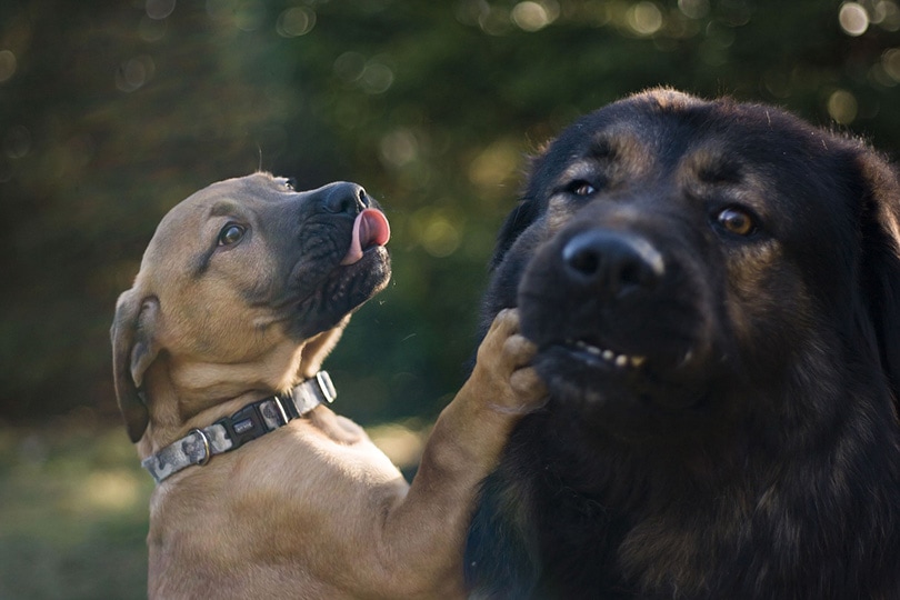 Do Father Dogs Recognize Their Own Puppies? Facts & FAQ