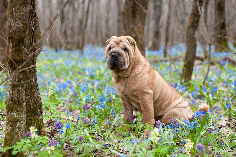 What Were Shar-Pei Bred For? History & Origin