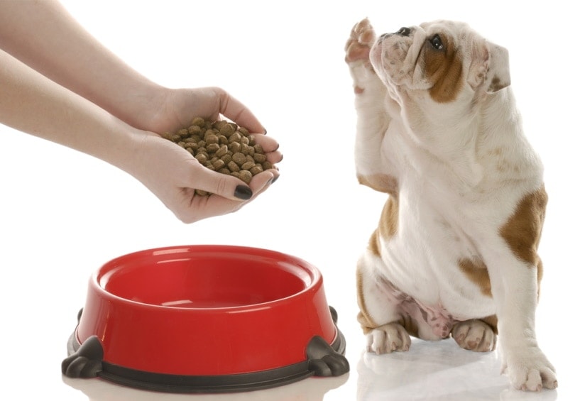 10 Best Foods for English Bulldog Puppies in 2026 - Reviews & Top Picks
