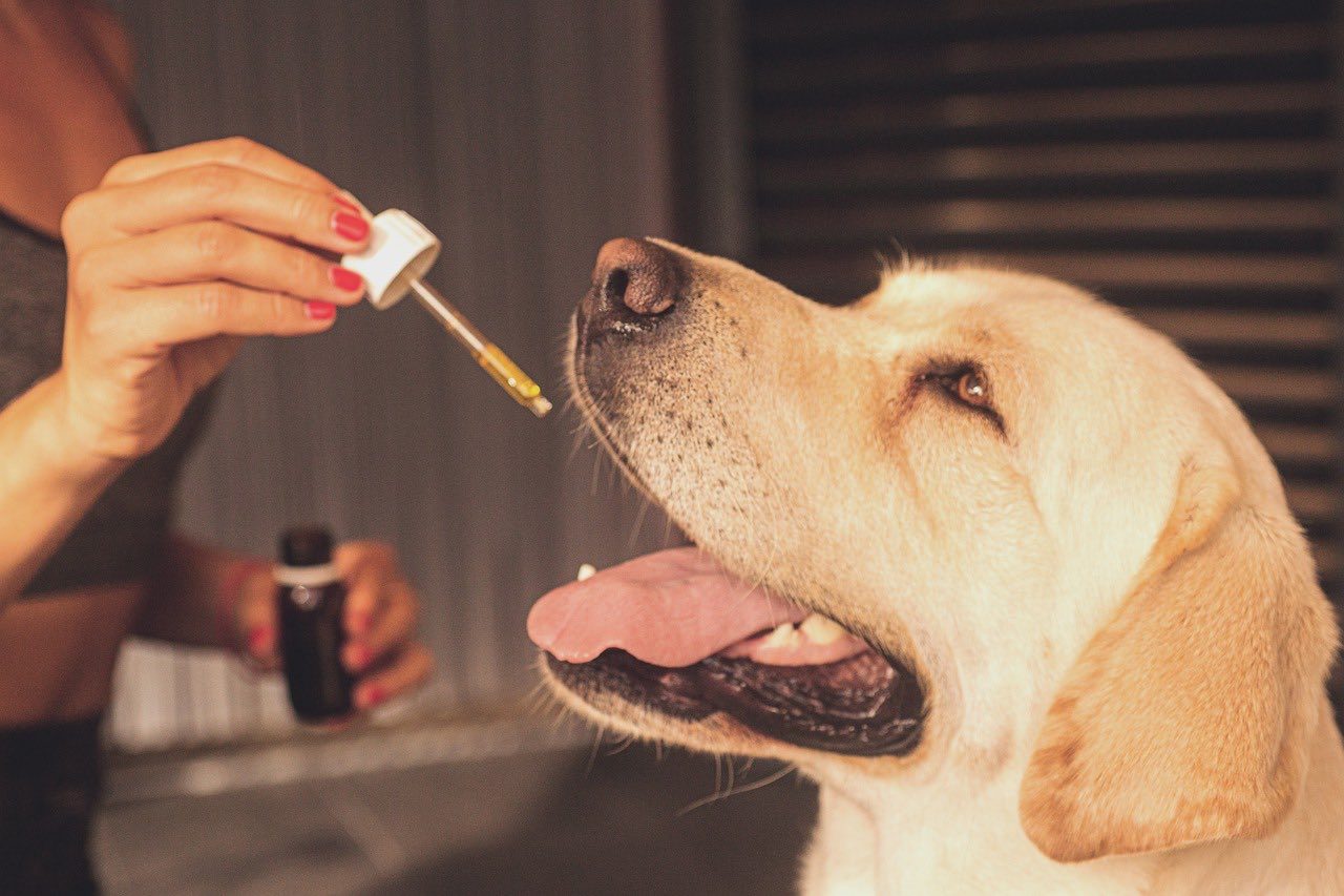 6 Potential Side Effects of CBD Oil for Dogs: Read This First!
