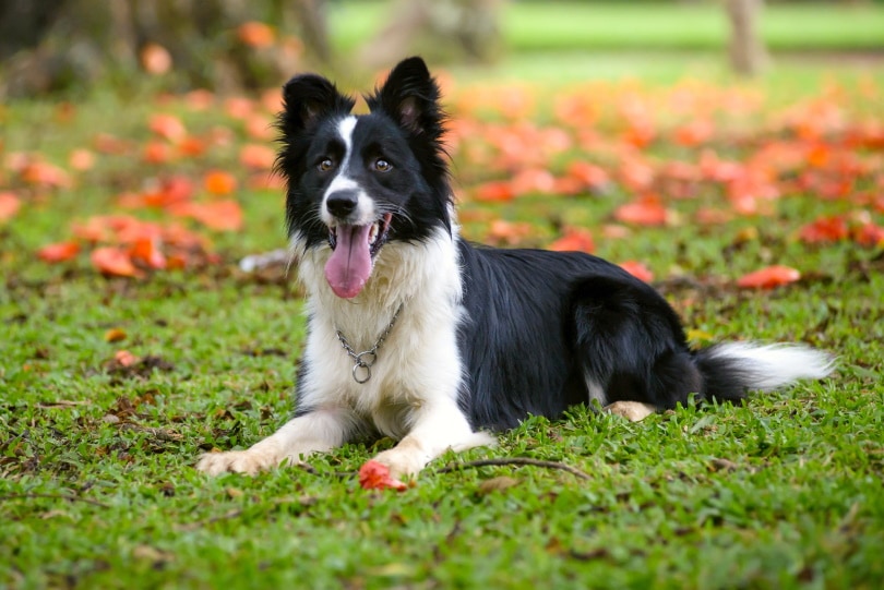 Do Border Collies Make Good Service Dogs? Breed Facts & FAQ
