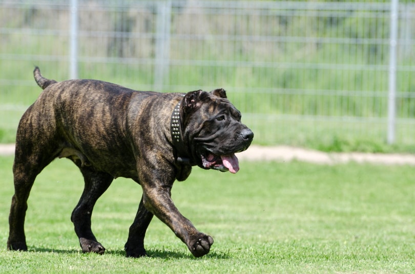 Exercises for Dogs With Arthritis: 4 Different Ways