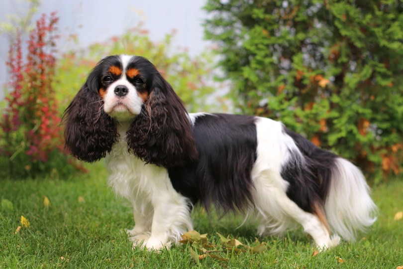 10 Common Cavalier King Charles Spaniel Colors (With Pictures)