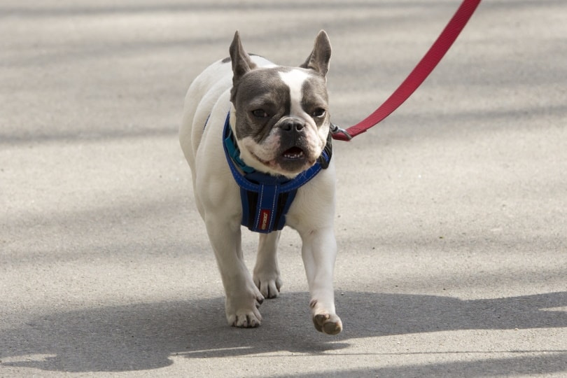 How Much Are French Bulldogs in 2026? Pricing Guide