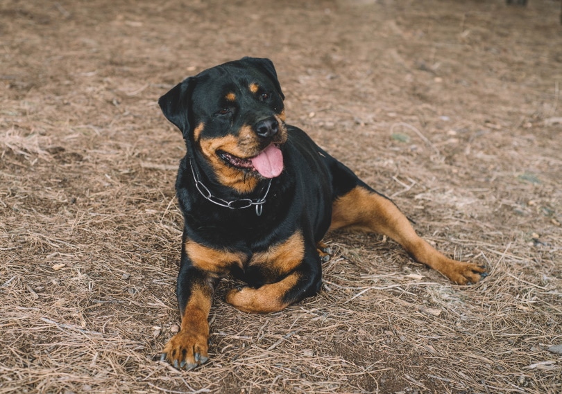 10 Most Expensive Dog Breeds for Pet Insurance (With Info & Pictures)