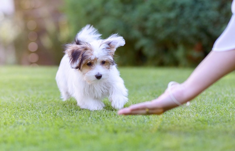 How Aggressive Are Havanese Dogs? Vet-Verified Facts & FAQ
