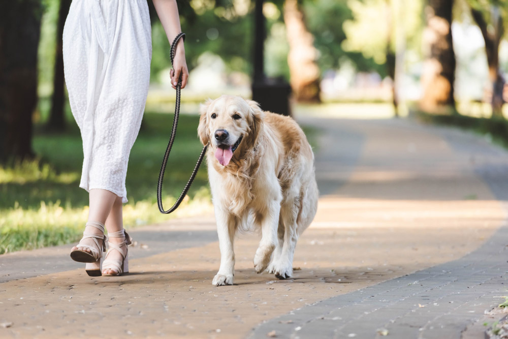 Can You Walk Your Dog Too Much? Vet-Reviewed Care Facts