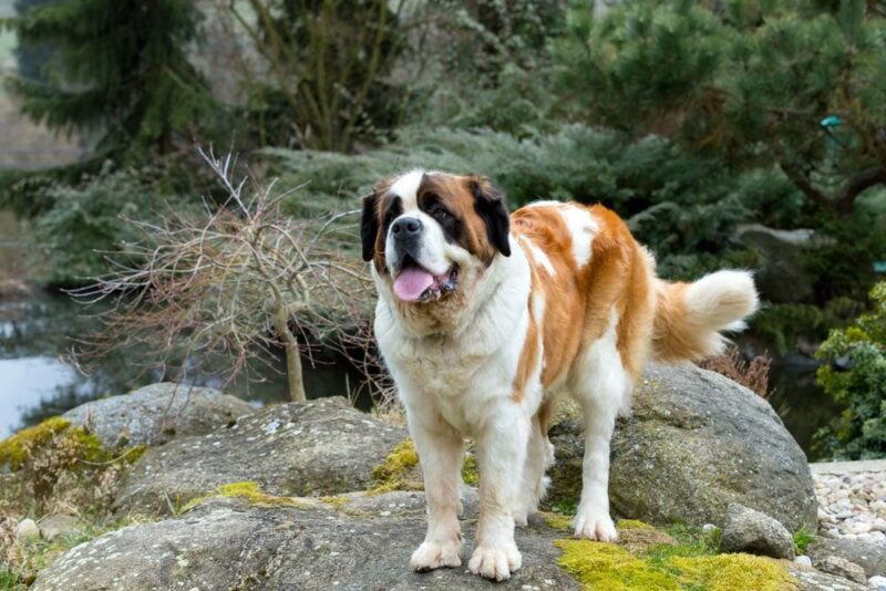 12 Dogs Similar to St. Bernards (With Pictures)