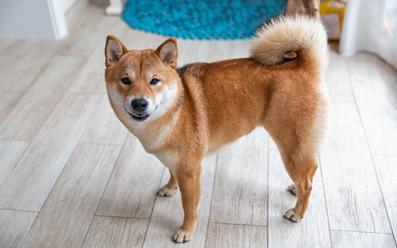 Is a Shiba Inu a Good Apartment Dog? Reasons & Things to Consider