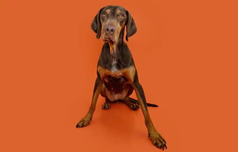Vizsla Doberman Mix: Info, Pictures, Traits & More