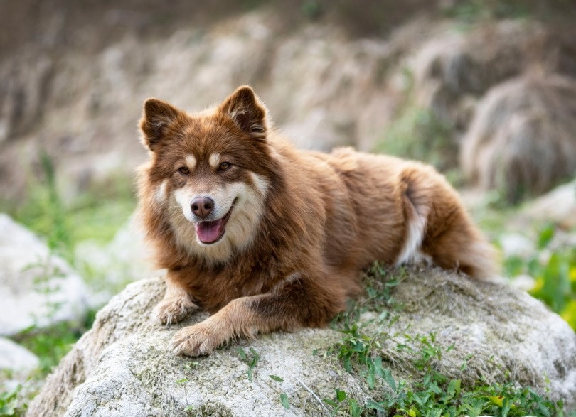 10 Scandinavian Dog Breeds (With Info & Pictures)