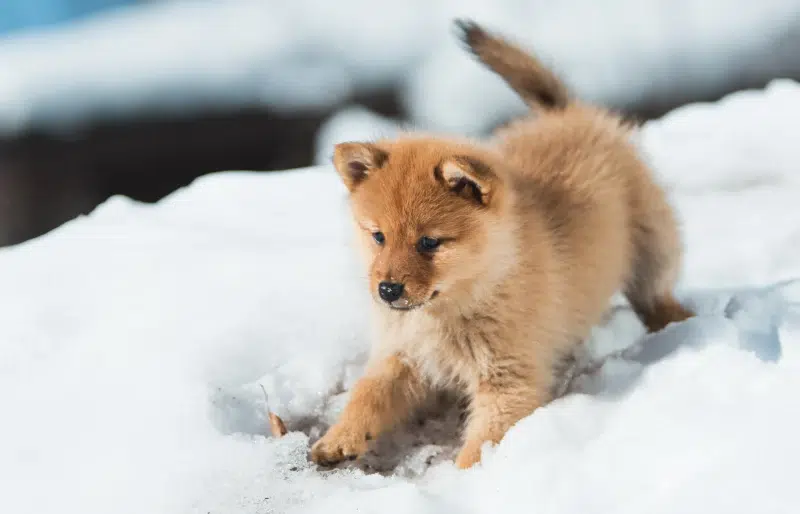 Why Do Dogs Eat Snow? Vet-Approved Explanation & Safety Concerns