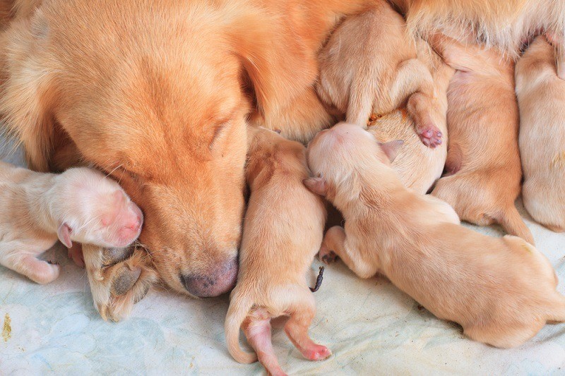 How Long Should a Puppy Be Nursed by His Mother?