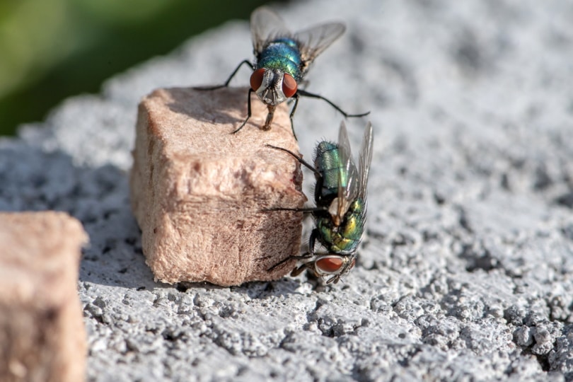 How to Keep Flies Away From Dog Food - 10 Great Ideas