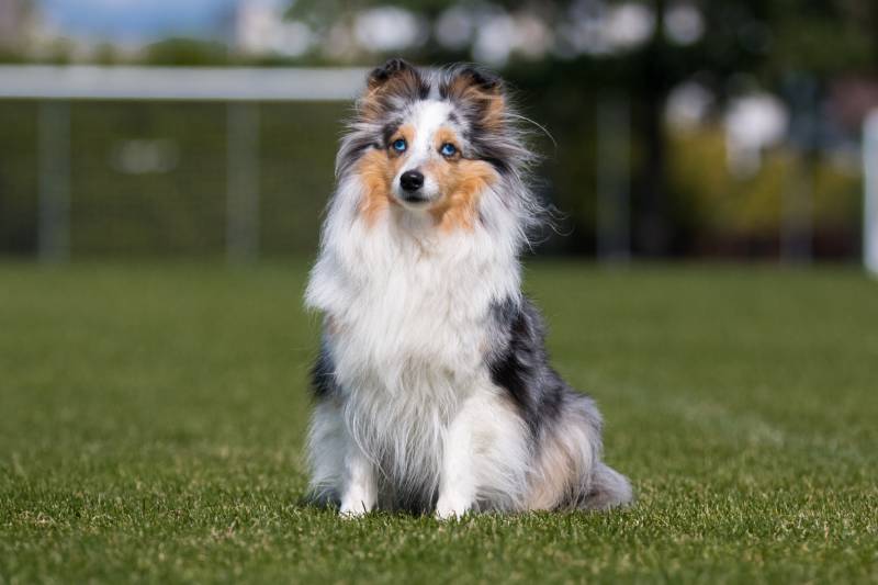 How Big a Sheltie Gets: With Growth & Weight Chart