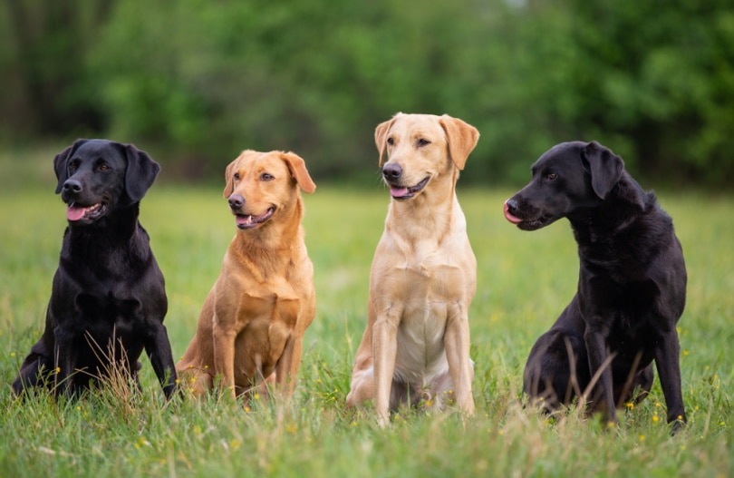 How Many Dogs Are There in Australia in 2026? What Statistics Say