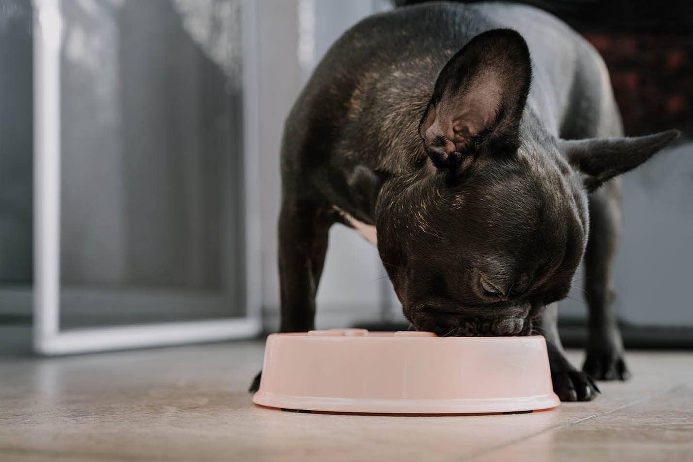 10 Best Dog Foods for French Bulldogs in 2026 - Reviews & Top Picks