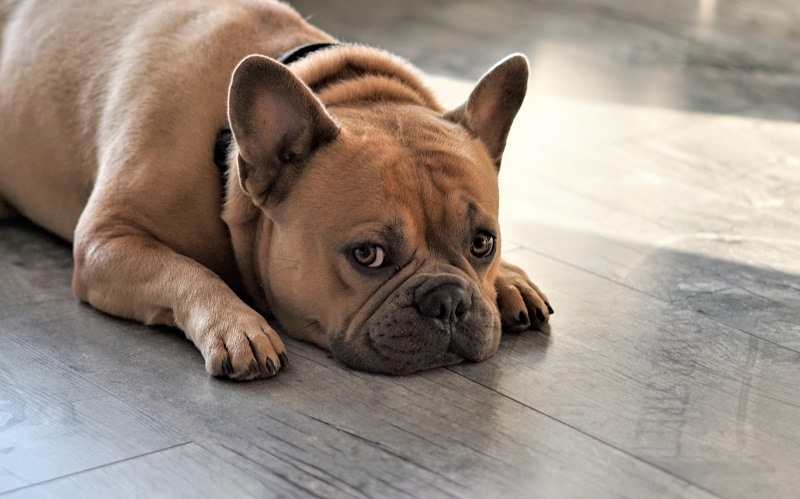 My Dog Is Urinating While Lying Down: 6 Causes & Vet Approved Solutions