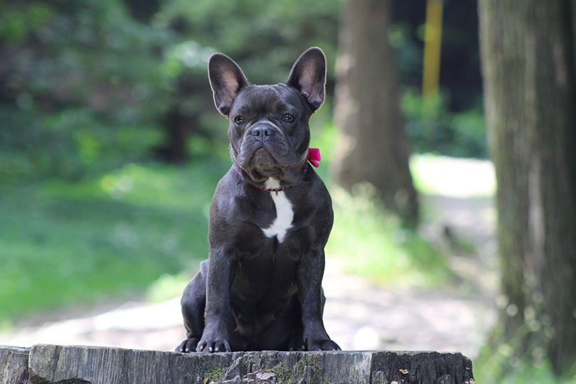 Are French Bulldogs Hypoallergenic? Vet-Verified Facts & FAQ