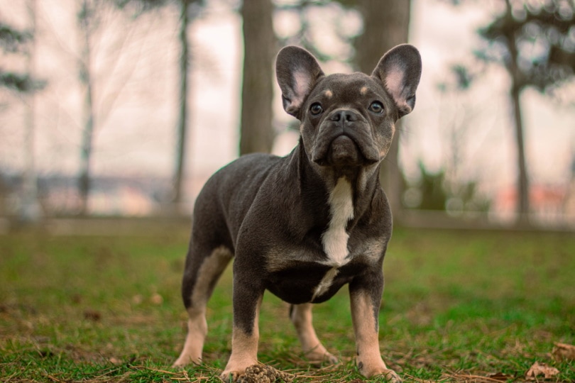10 Great Off-Leash Dog Parks in Wichita, KS You Can Visit Today
