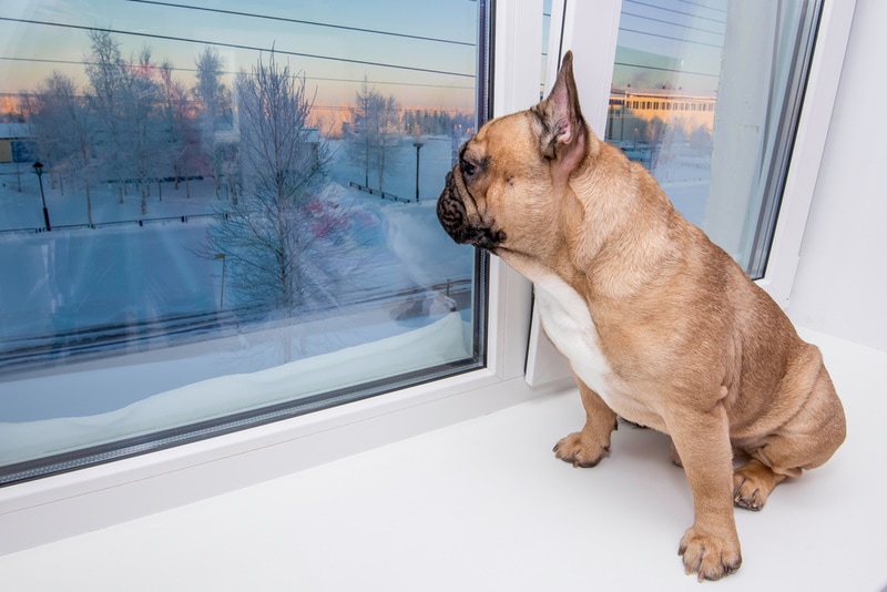 Can Dogs Tell How Long You Are Gone? Vet-Reviewed Factors, Tips & FAQ