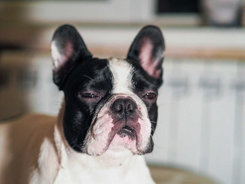 French Bulldog Is Reverse Sneezing, What to Do? Vet Approved Advice